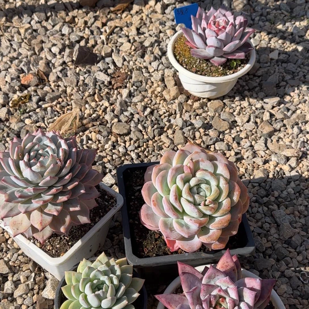 多肉植物多肉植物
