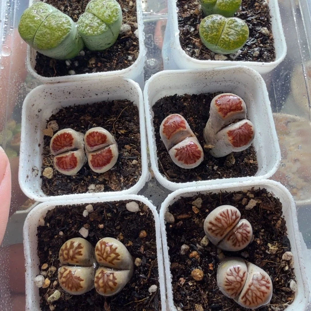 x***9多肉植物的生长发育704