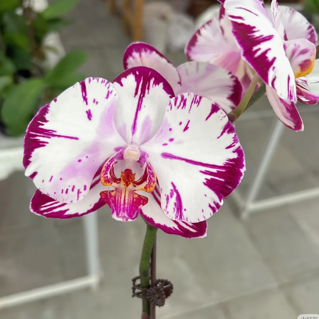 3350蝴蝶兰3.0成熟苗不带花带花剑