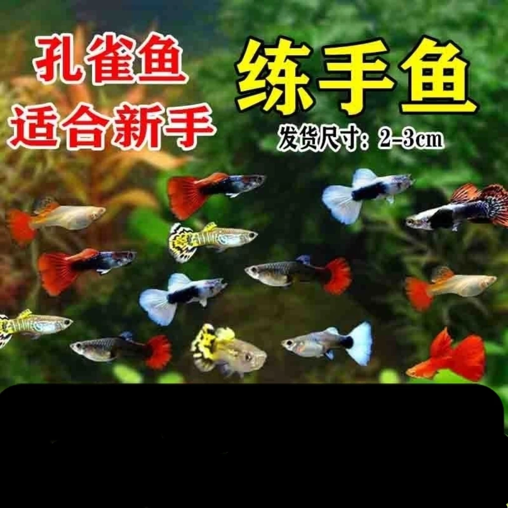 ①孔雀鱼观赏鱼小型热带鱼活体易养耐活淡水鱼