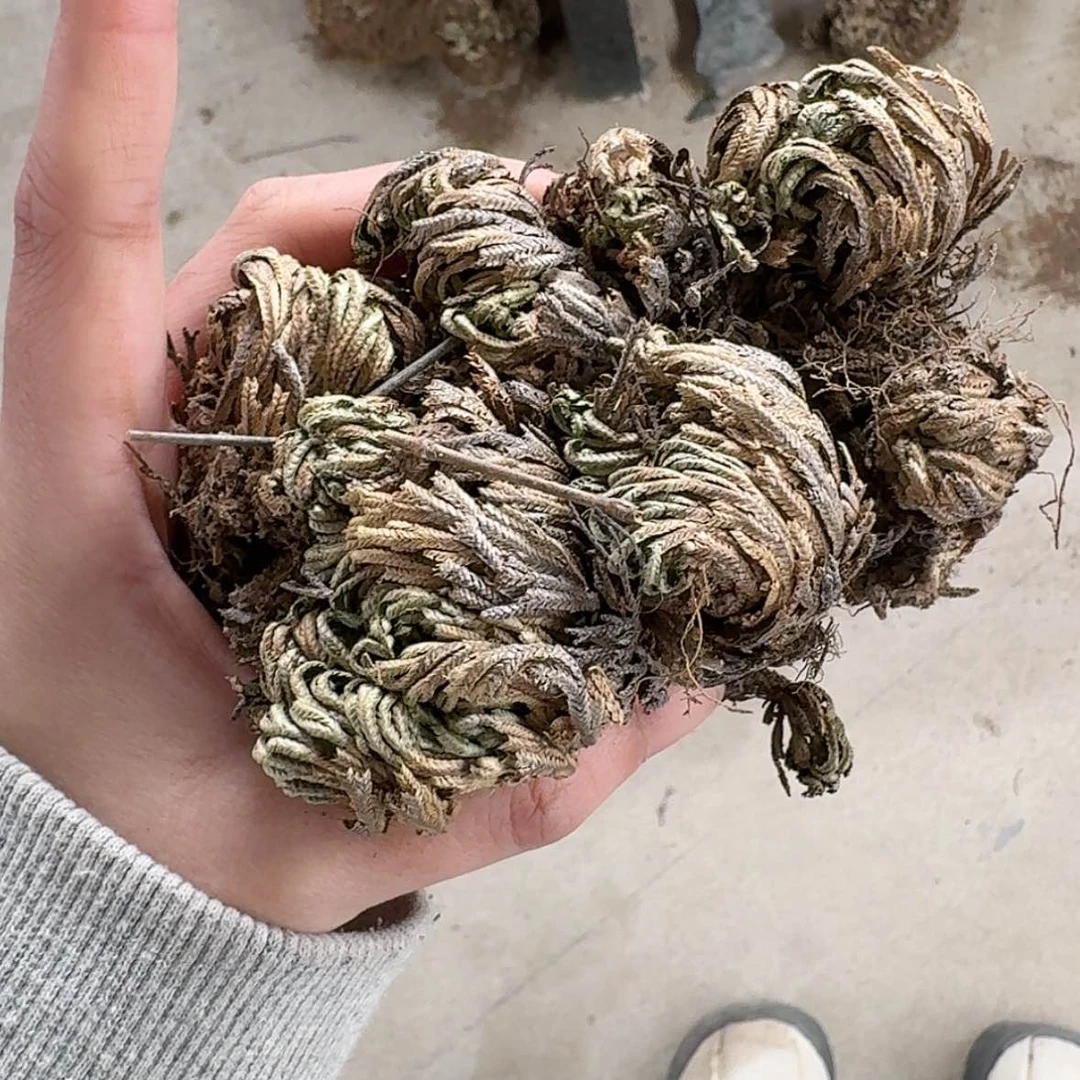 【闪购商品】16呵呵呵呵呵呵呵