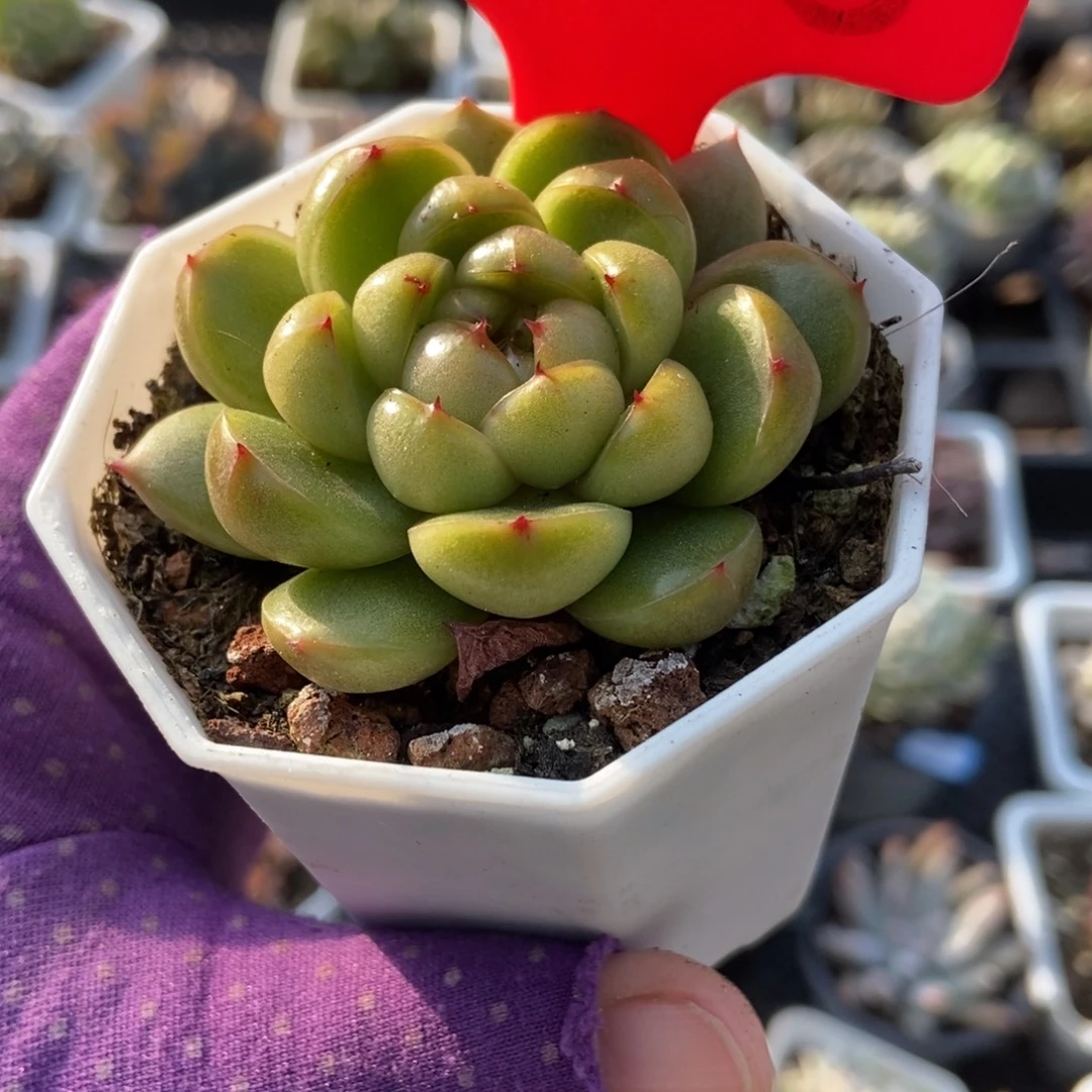 1728莱拉珍妮多肉植物