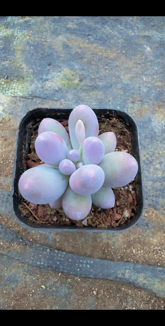 汤圆单头（满9.9包邮）