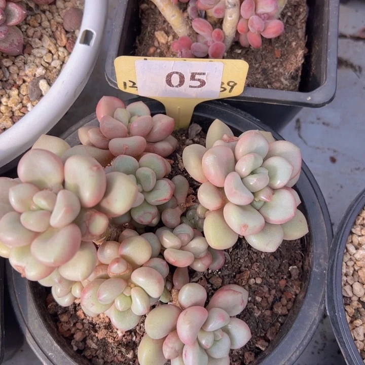 健健康康平平安安