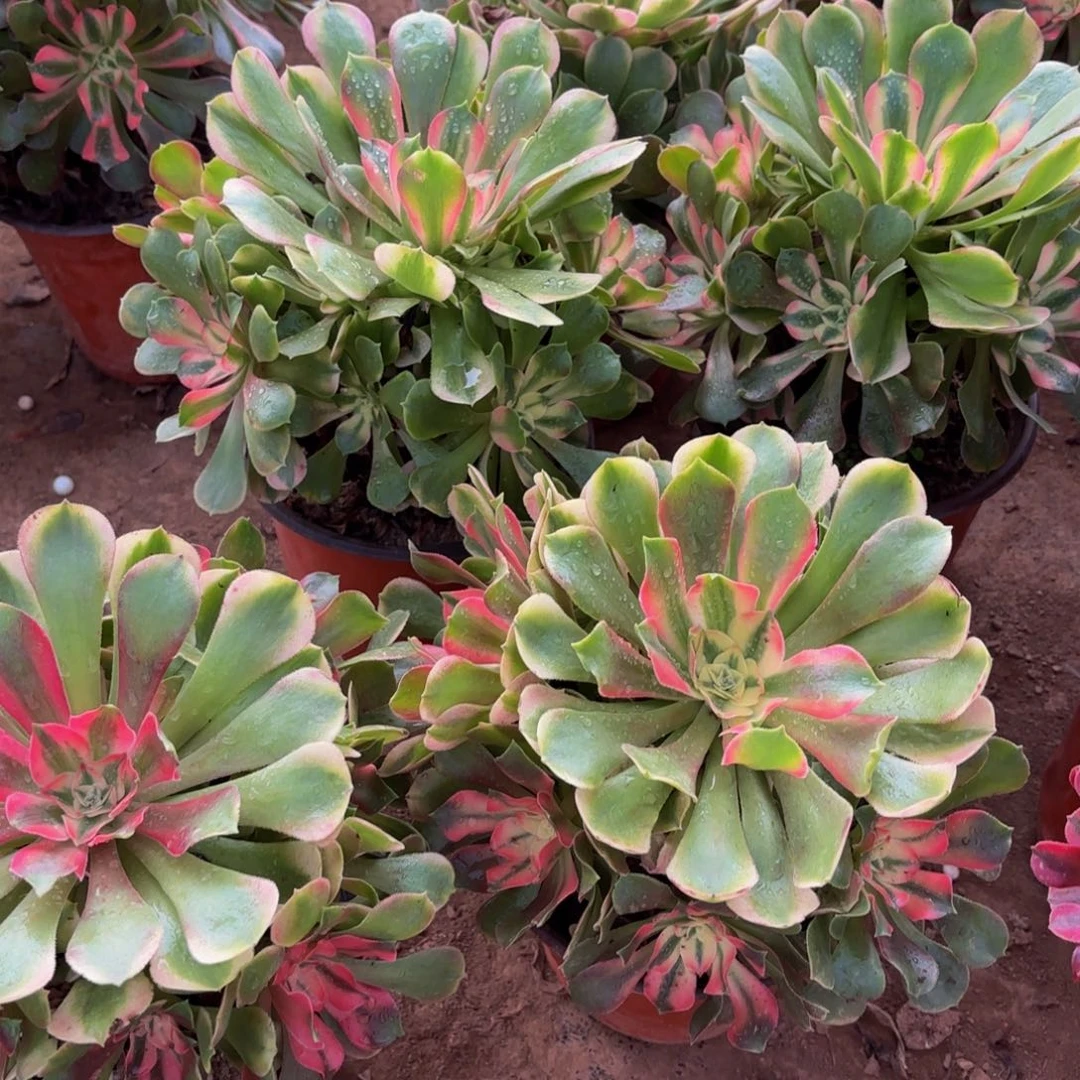 香妃法师9.9多肉植物