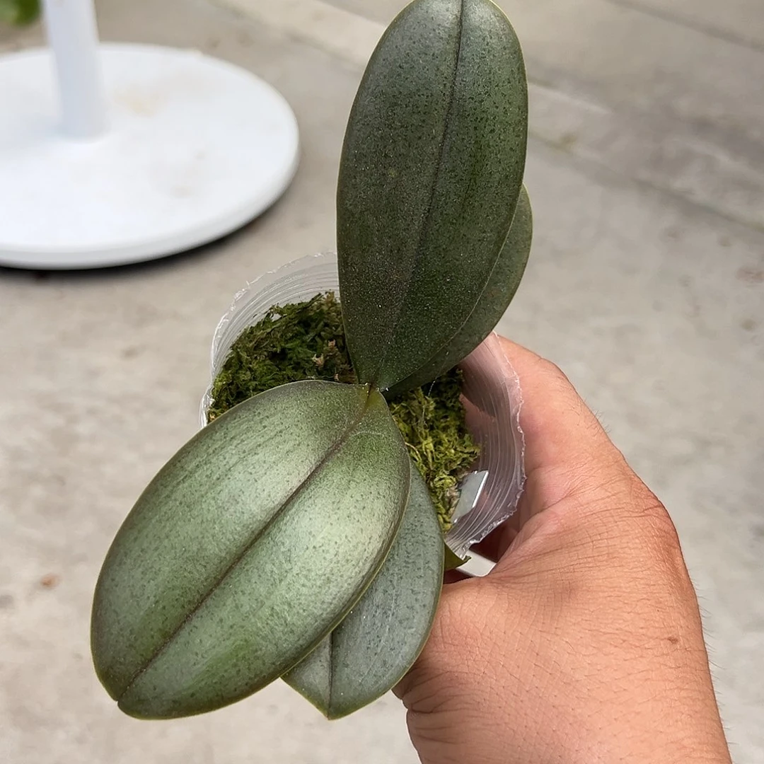 *****当前无花栽培后可以开花