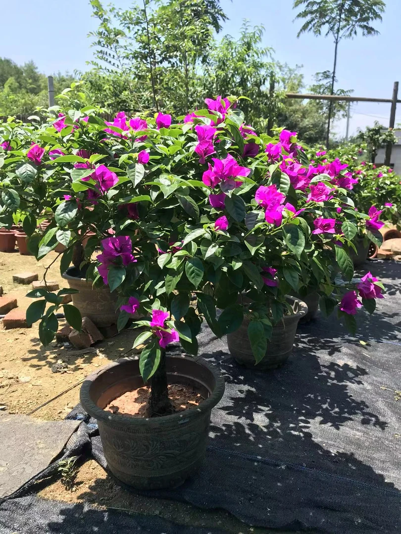 三角梅四季勤花（一物一拍）