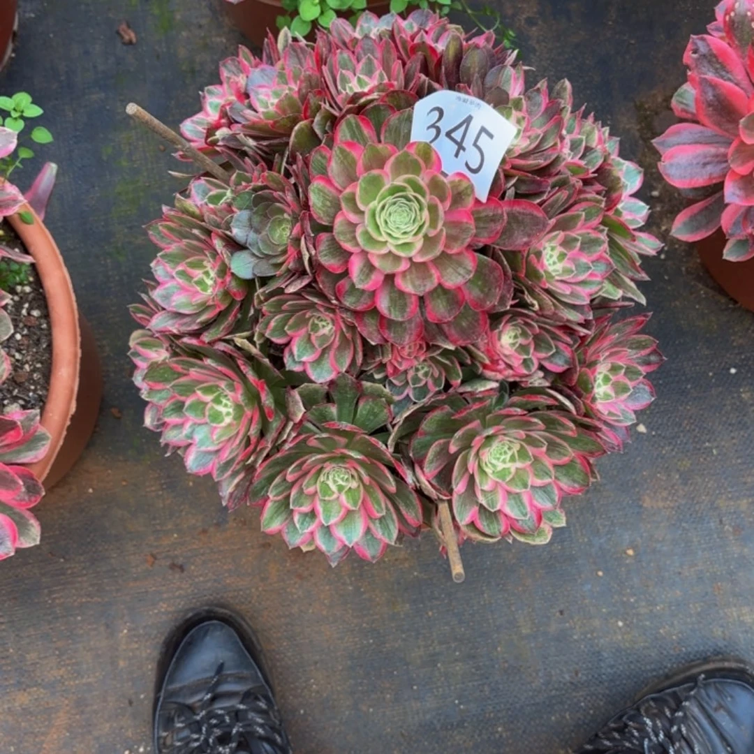 哈哈多肉葡萄福利345