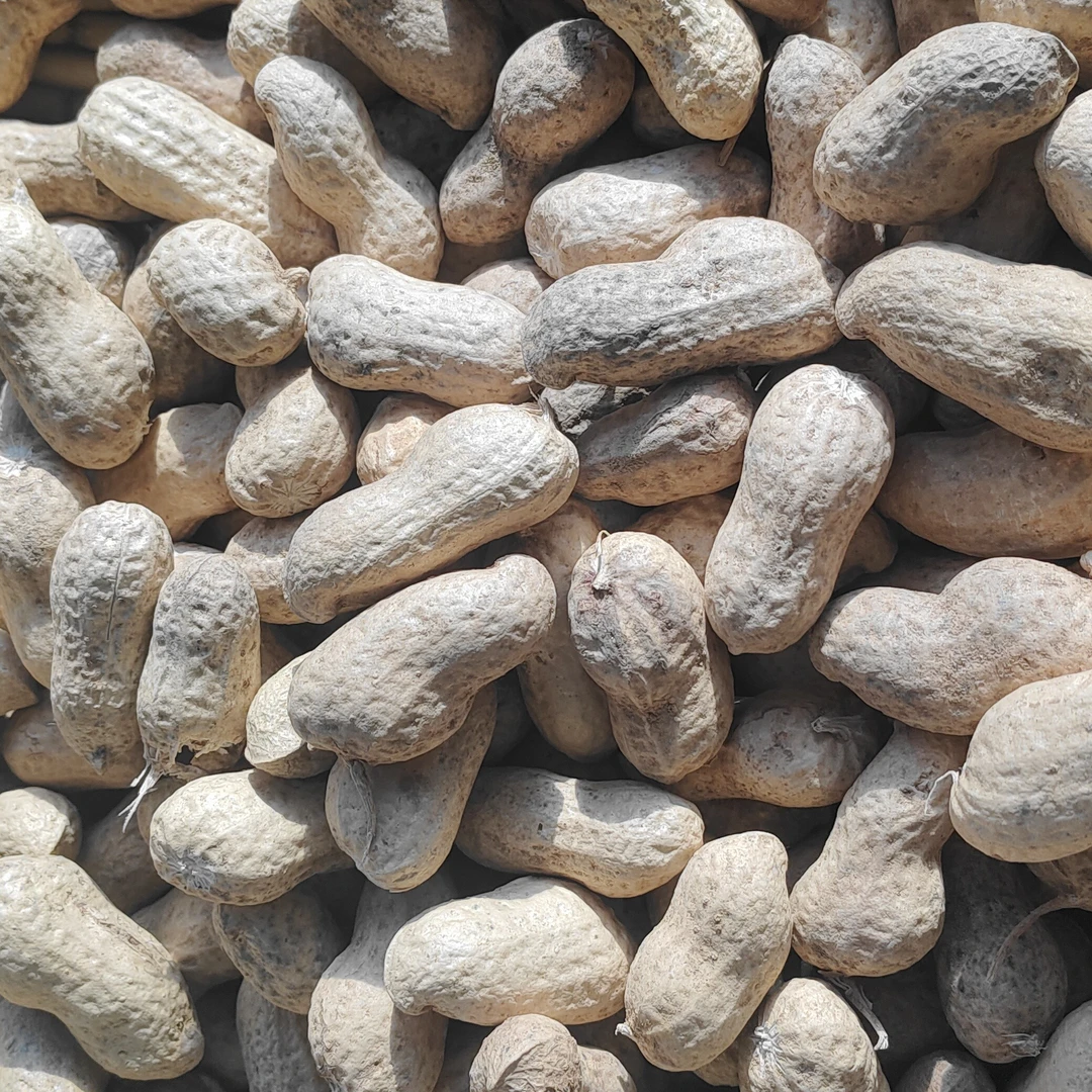 辽宁产地直发养胃红衣老花生