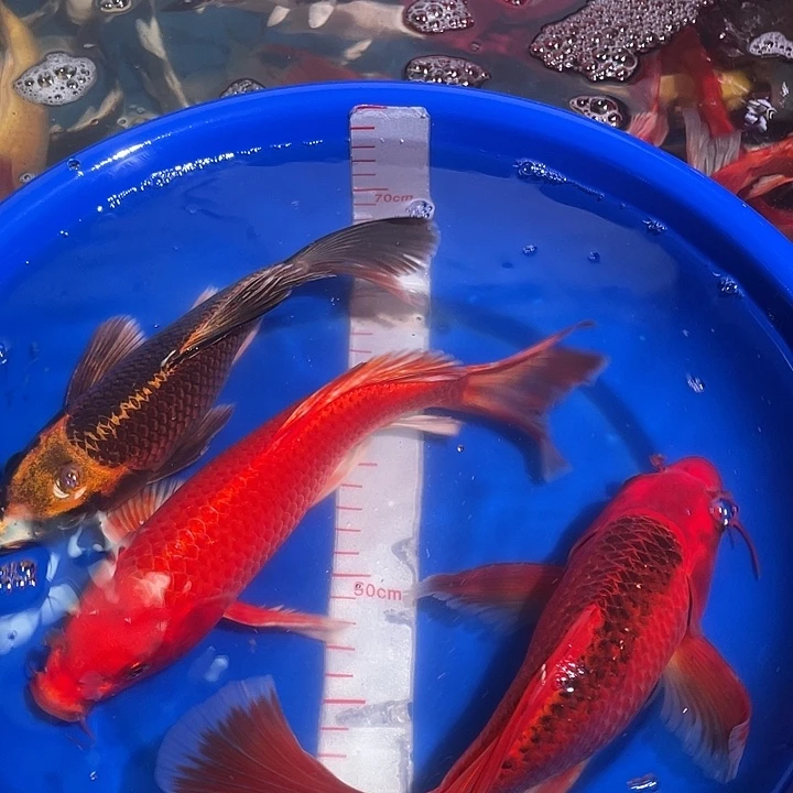 蝴蝶鲤冷水观赏鱼