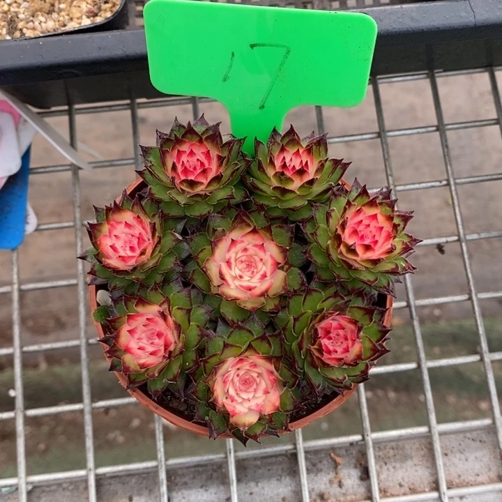 伯克利和格蕾纳等著名音乐