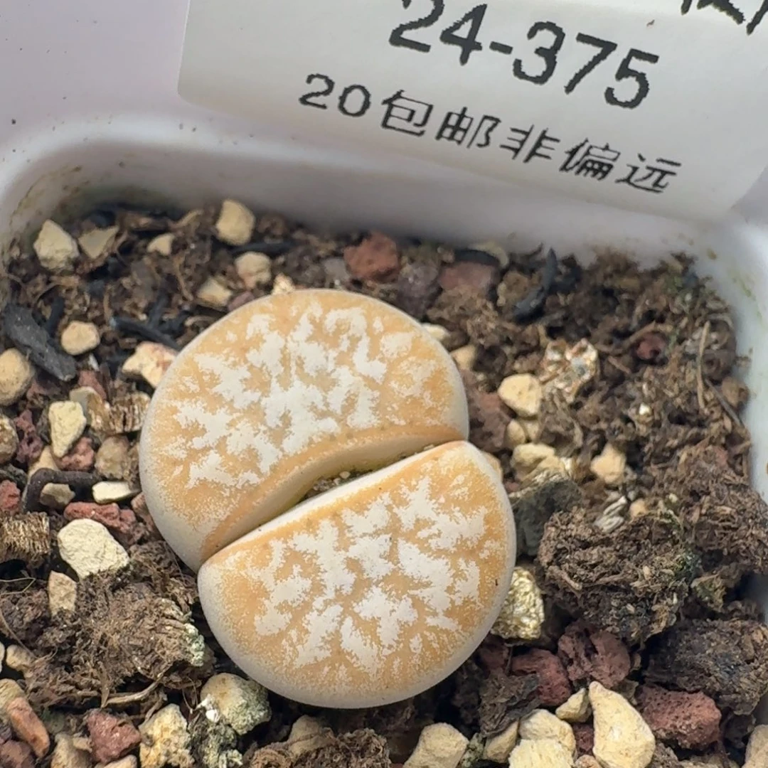 拿铁309A带盆土。