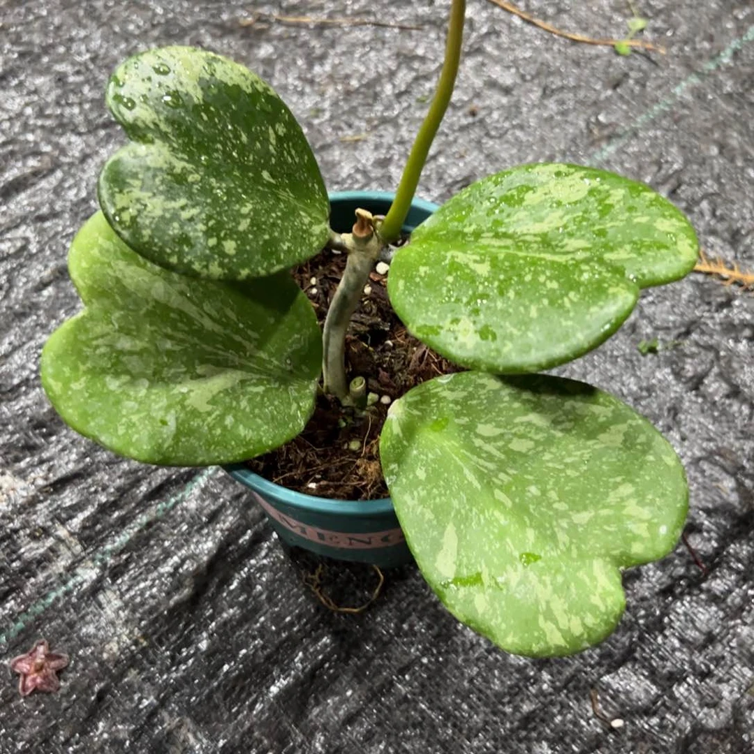 ****夫无花朵高斑心叶球兰