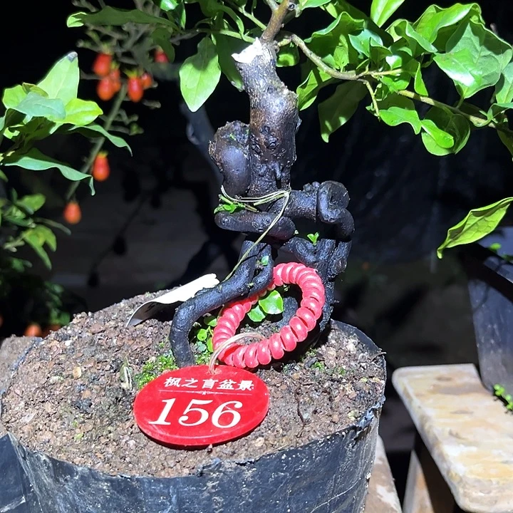 云***当前无花栽培后可以开花