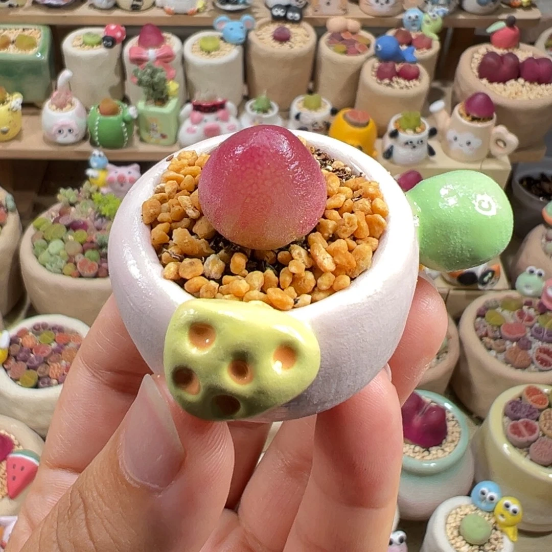 多肉植物15号灯泡