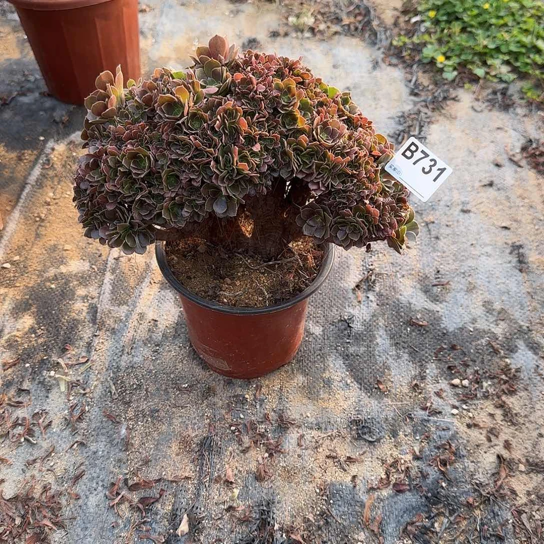 731玫瑰朵朵一颗满28包邮