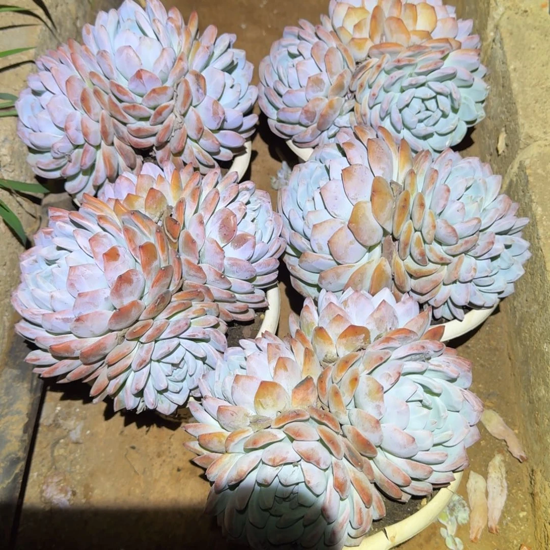 5个白盆橙梦路多肉植物