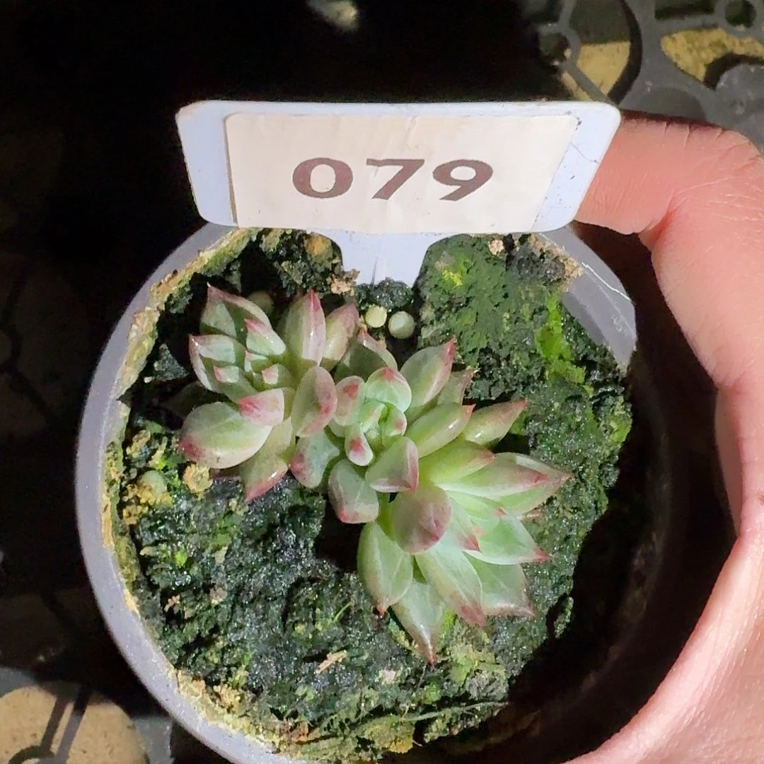 芬兰之夜99999999999999999