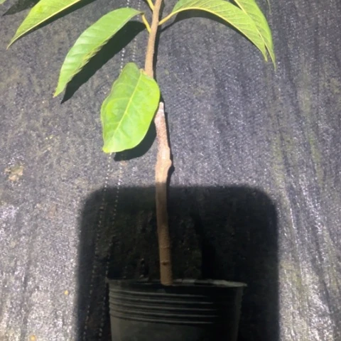 潮***音金钻凤梨3705389368747