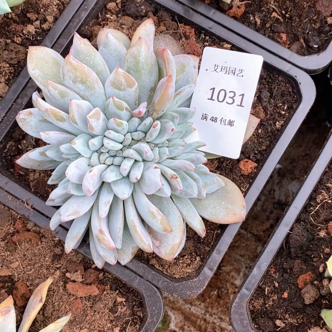 倩*嫦娥缀化多肉多肉031