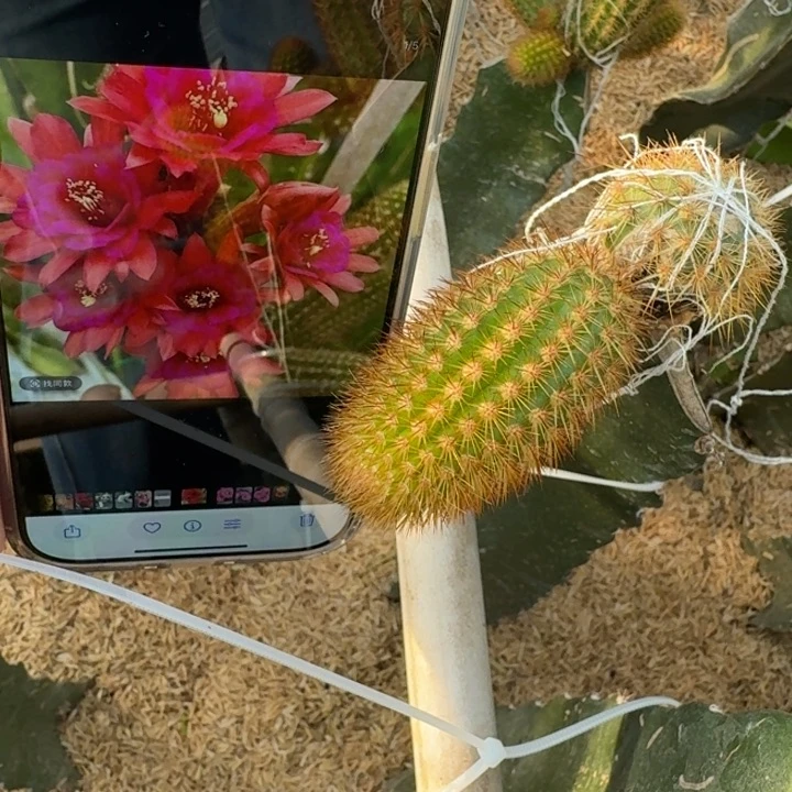 207紫水晶无根侧牙6公分左右一个