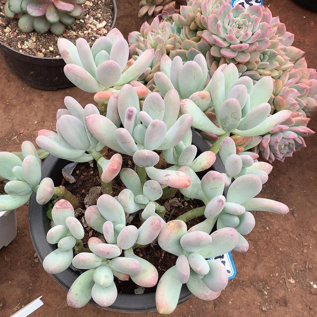 756奶杂一物一拍多肉