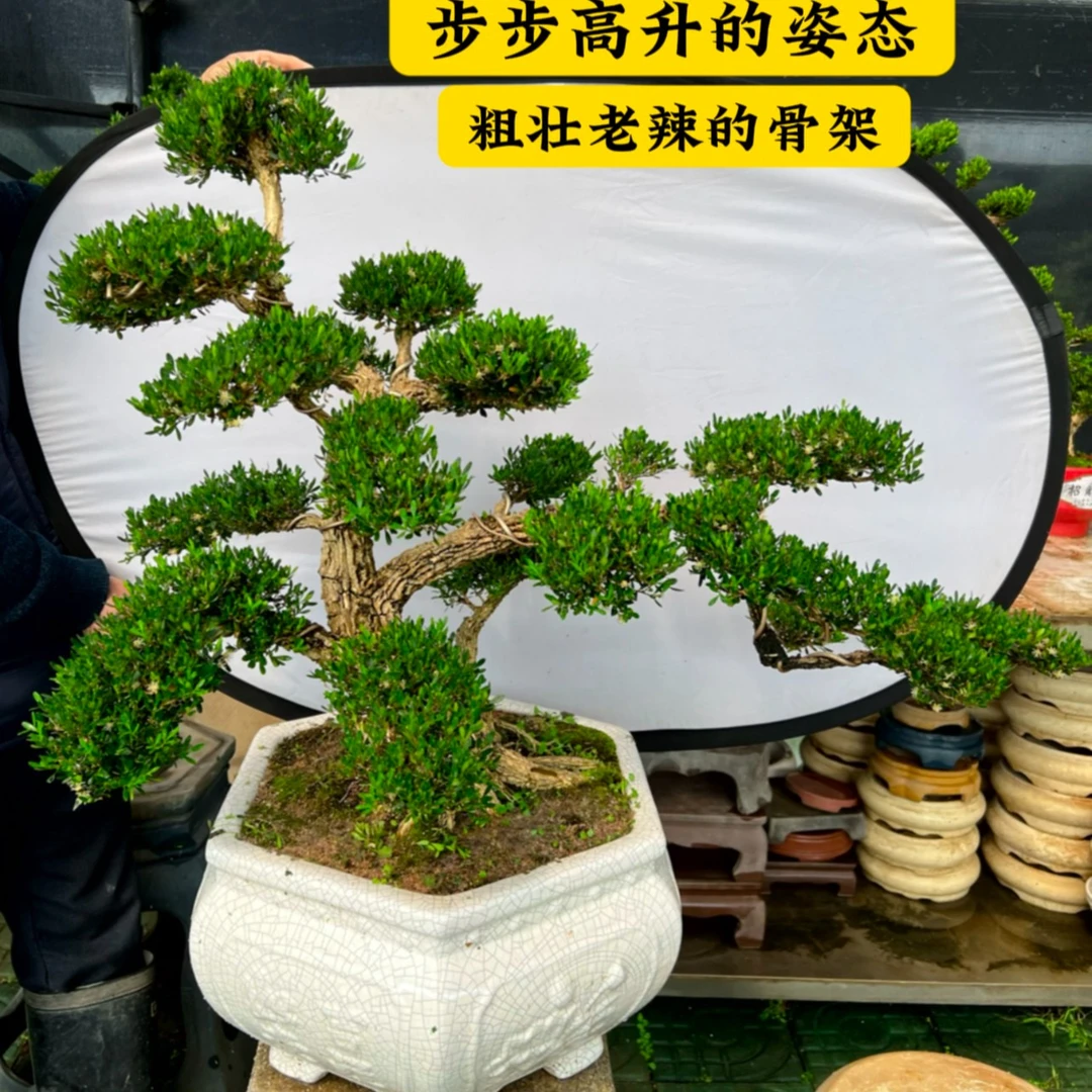 【庭院霸气老桩】广东小叶黄杨云片造型盆景精品老桩公司別墅绿化