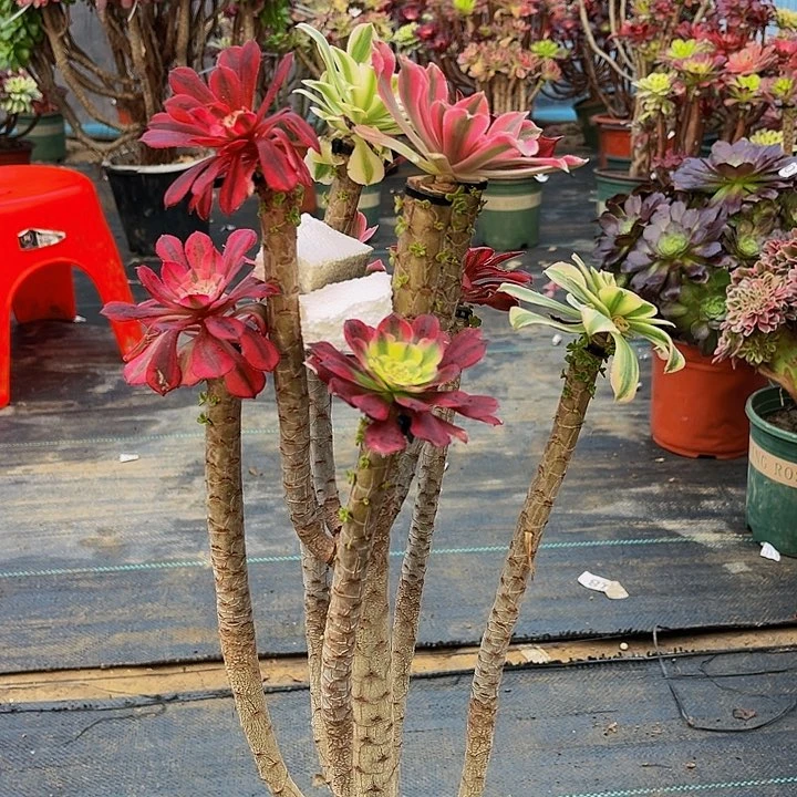 嫁接法师一物一图16