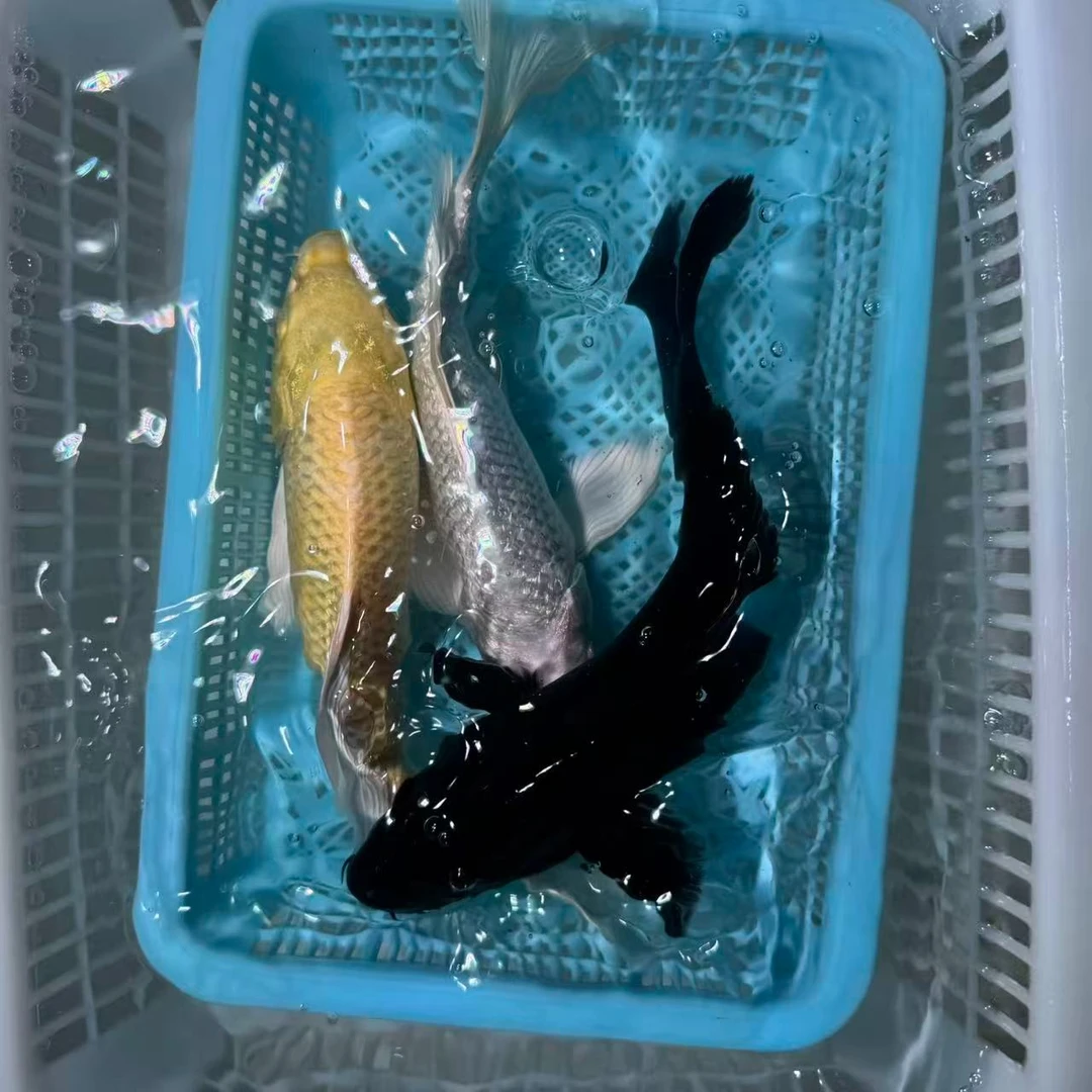 【三条装】15-20cm黄蝴蝶白蝴蝶黑金冷水观赏鱼活体包邮