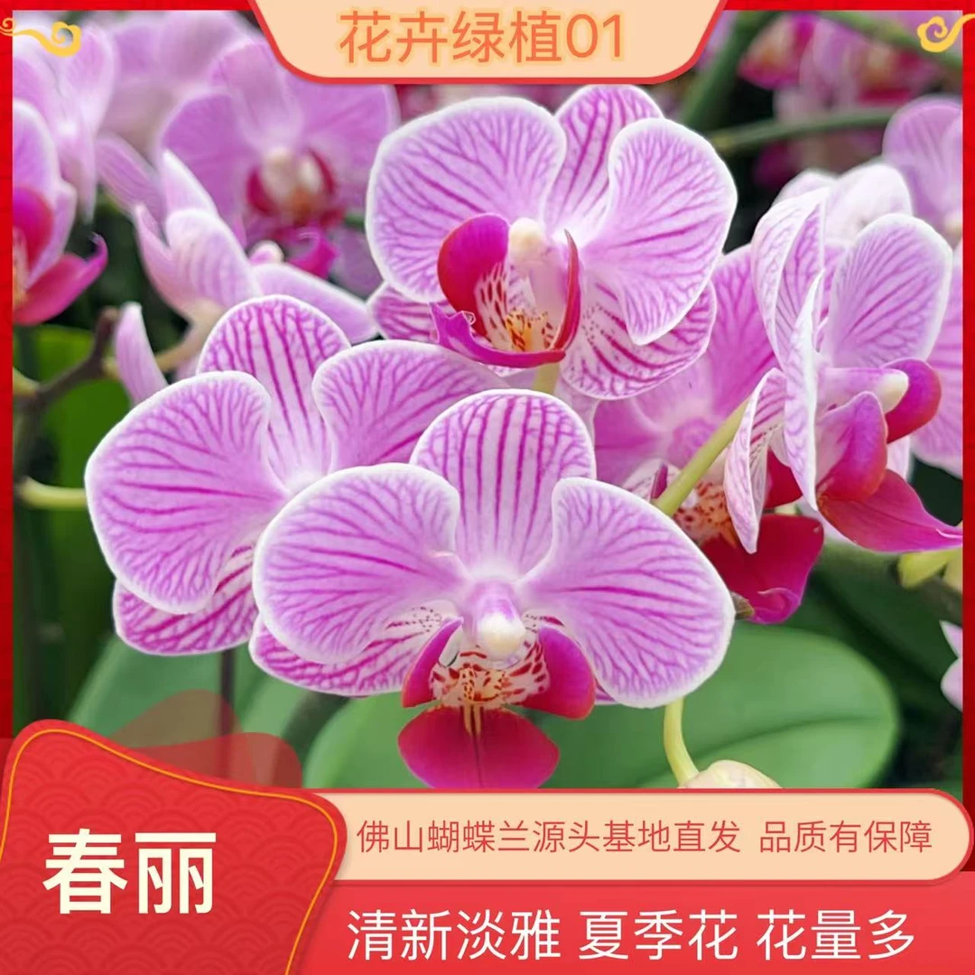 【奥莉奥01】精品蝴蝶兰室内花卉