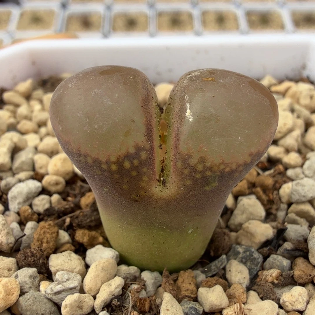 粉窗C10 11-12-L1。