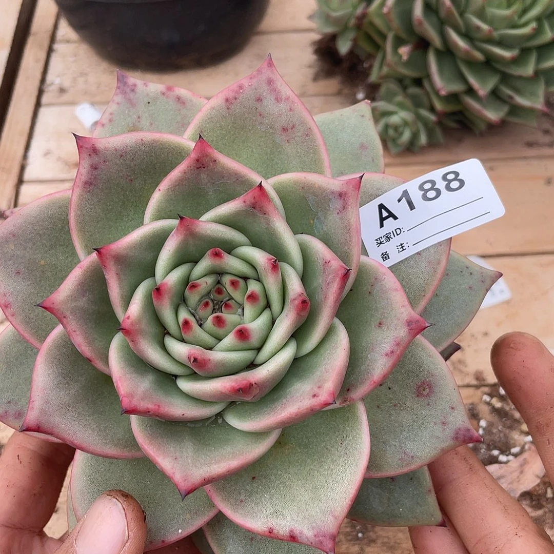 若如东云单拍A188