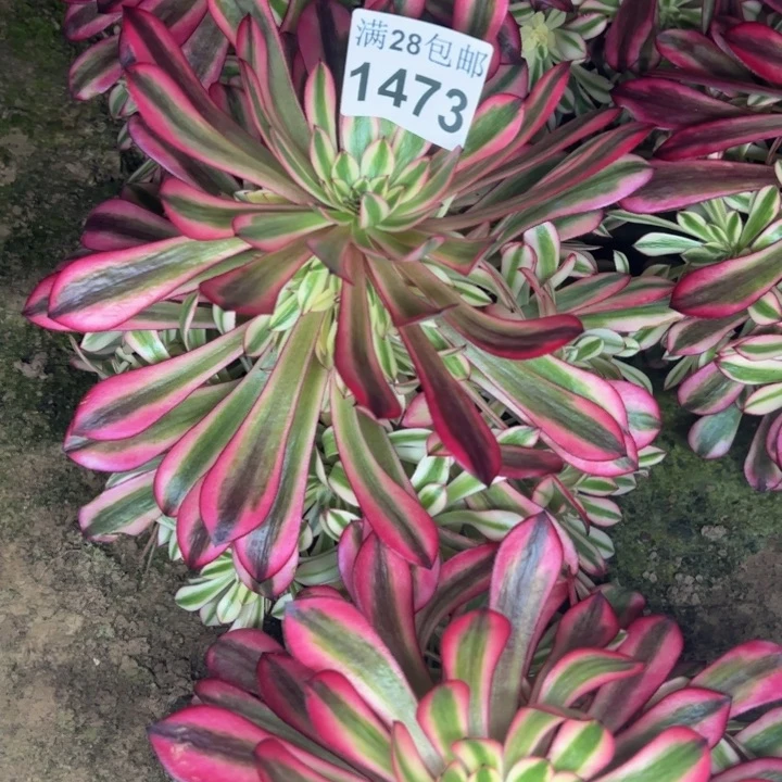 1473南黑桐柏多肉植物