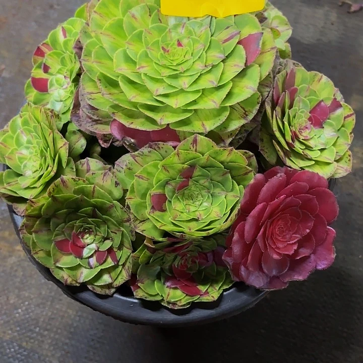 多肉植物知否1404