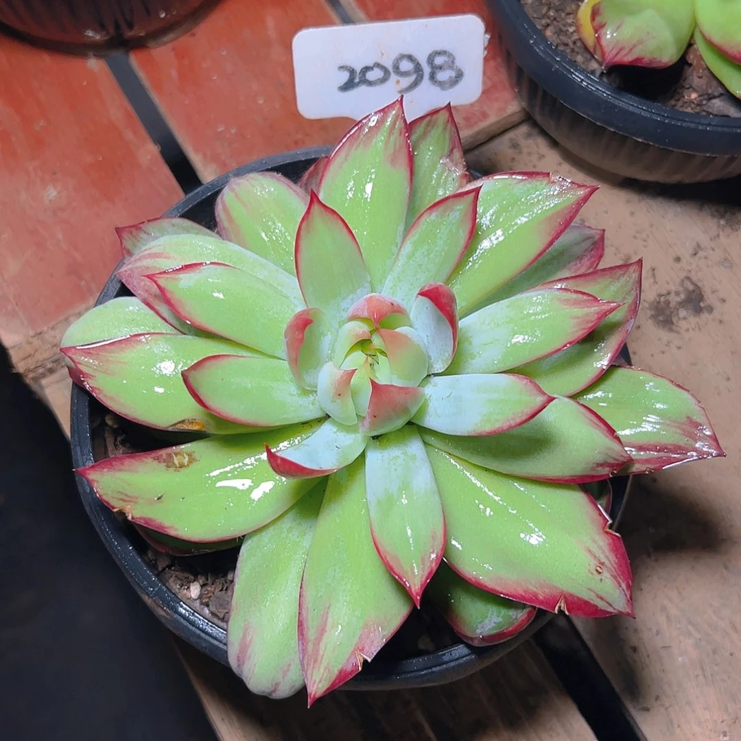 惊鸿仙子2098号不售后