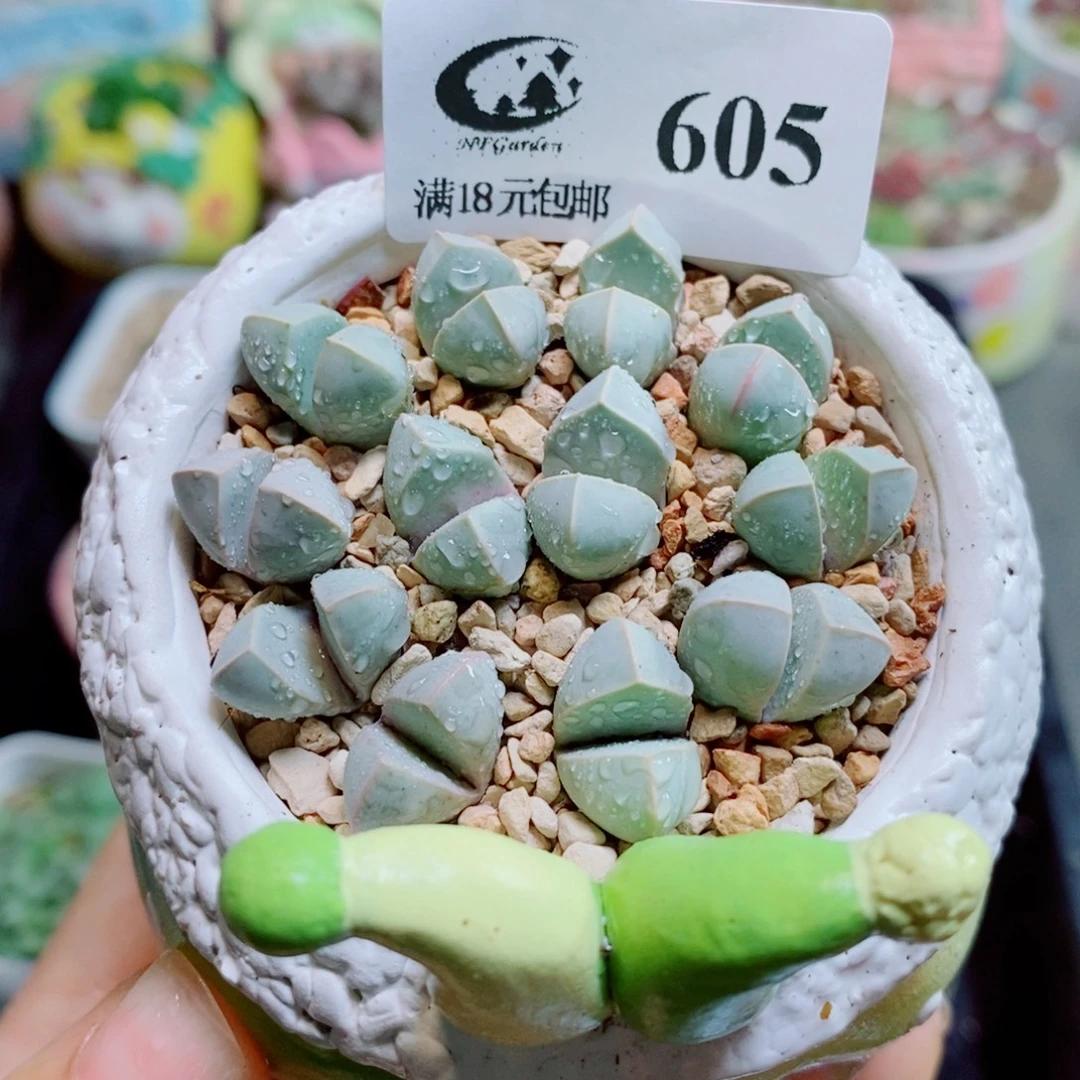 生石花花花花花花花花605