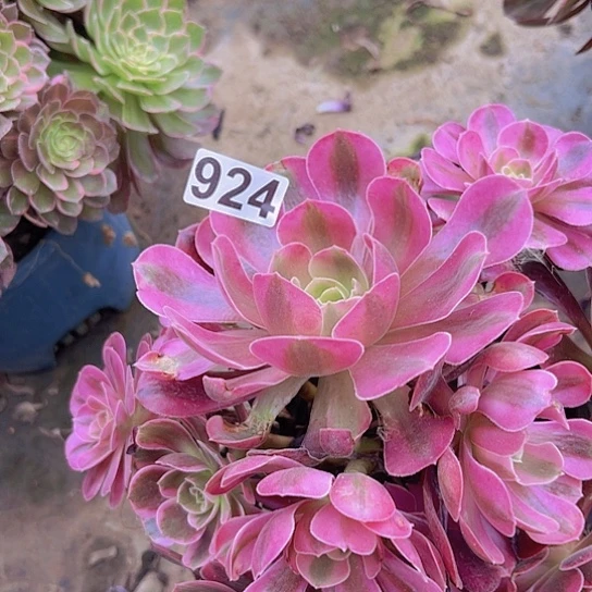 蓝***多肉植物一个法师