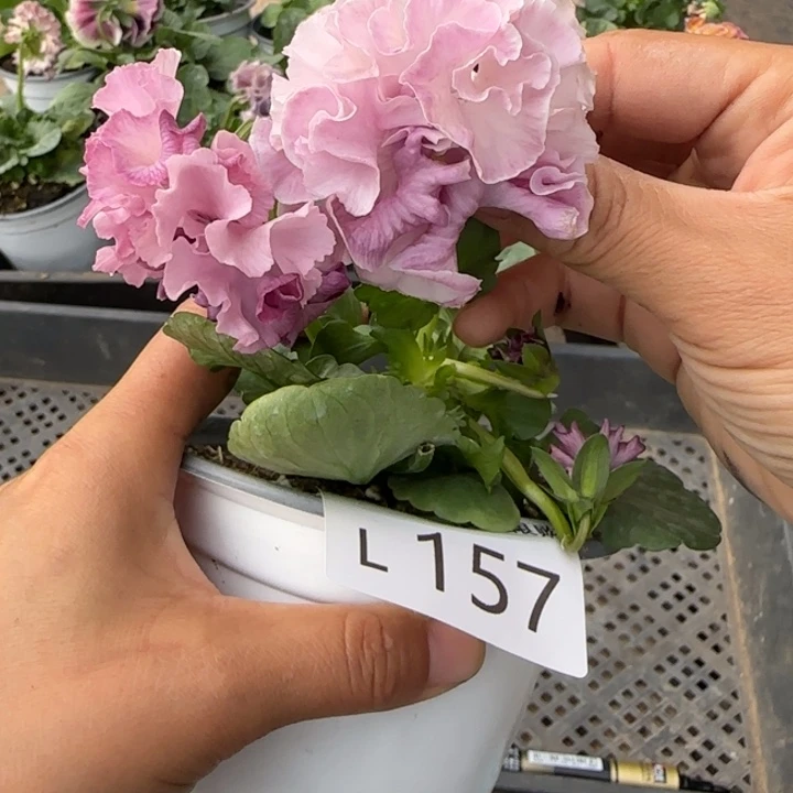 无花朵L157角堇小苗一物一拍苗晃