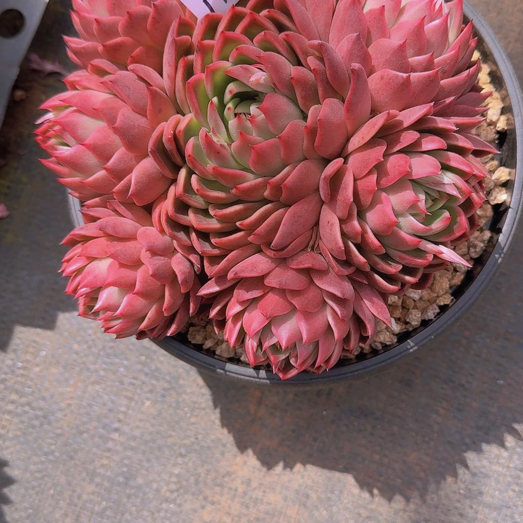 大**开1714东云杂多肉