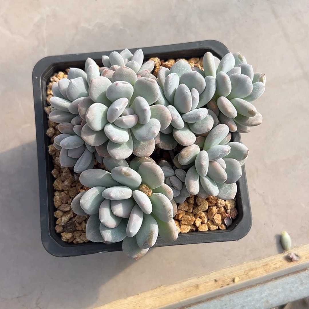 米雪大群多肉植物