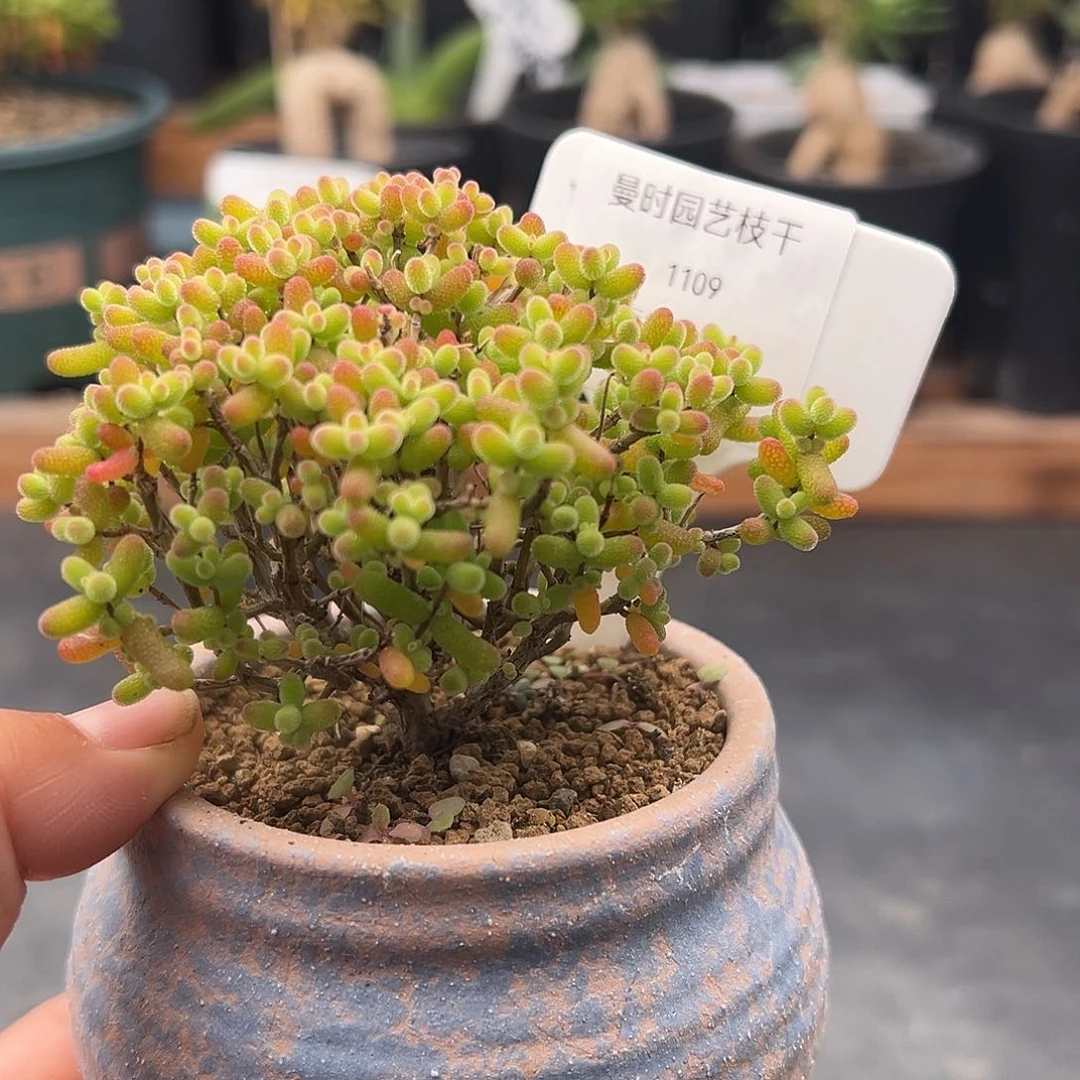1109号金桔糖球带盆12.31多肉