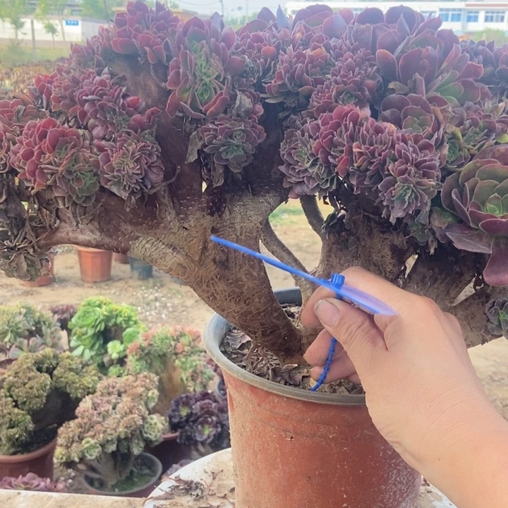 ****650欧紫缀化老桩了吗桩