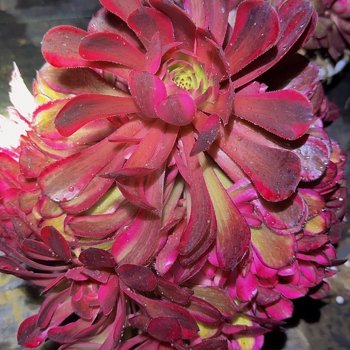 精品白月光捧花亏本福利