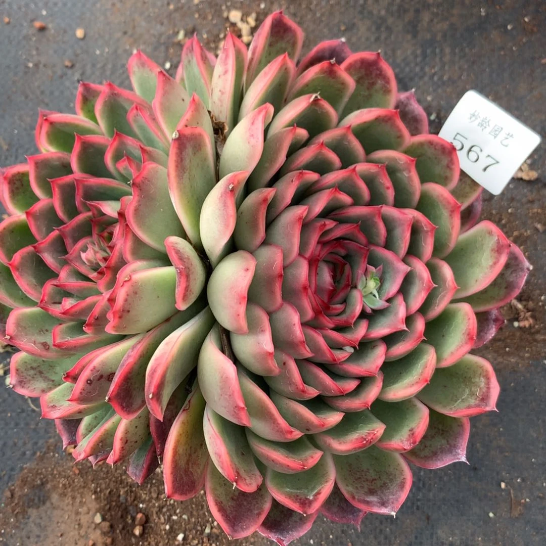 567新年快乐发发发