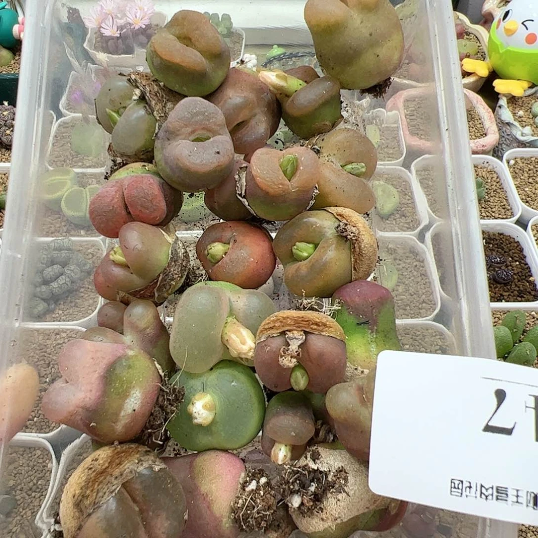 【闪购商品】47 清盒