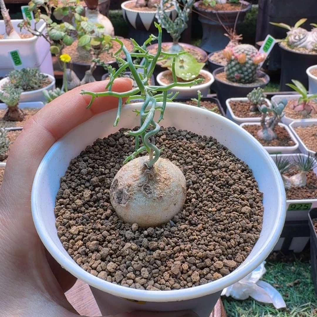 冻***梨鹿角仓角殿523 仙人球