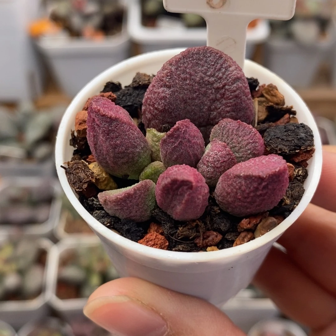 红烧肉水泡多肉植物