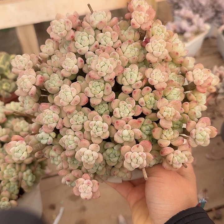 劳尔多肉植物保护