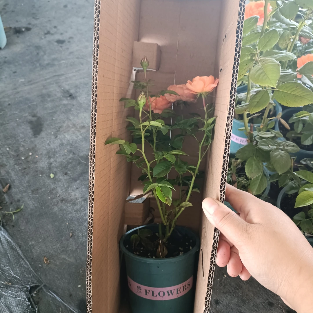 随机小苗买一送一