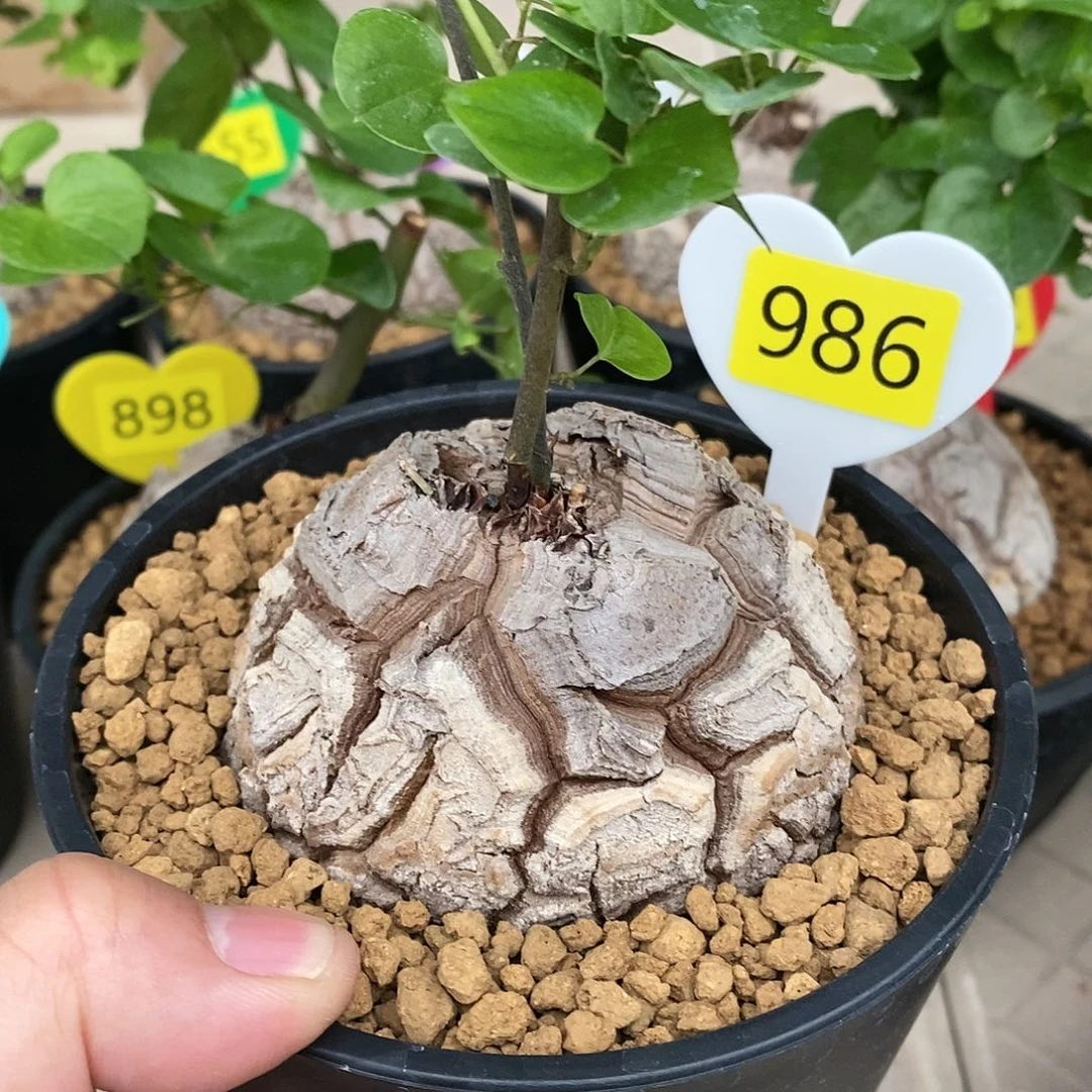 南非龟甲龙龟甲龙